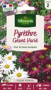 Pyrèthre Géant varié